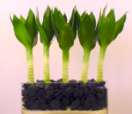 Wealthy Life Lotus Bamboo.png
